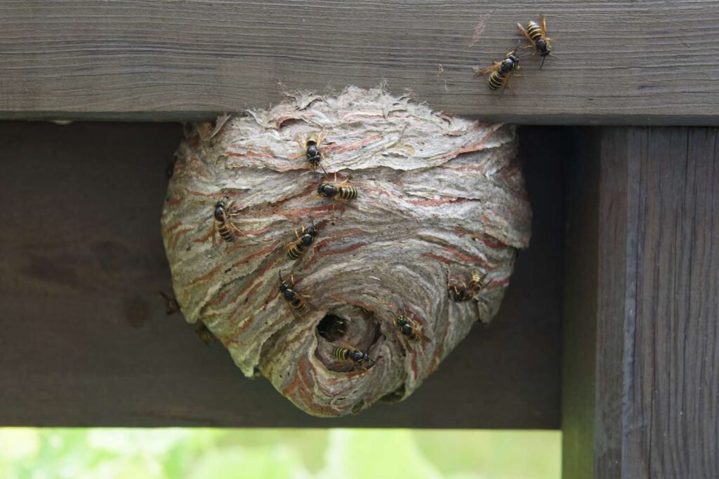 How to Eliminate Wasp Nest Without Getting Stung