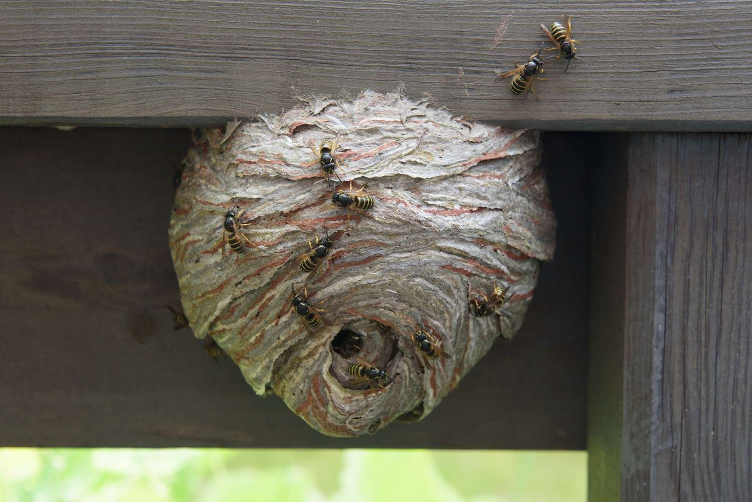 How to Eliminate Wasp Nest Without Getting Stung