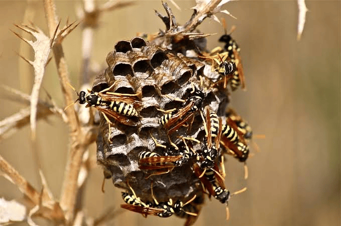 wasp-nest-removal-in-toronto