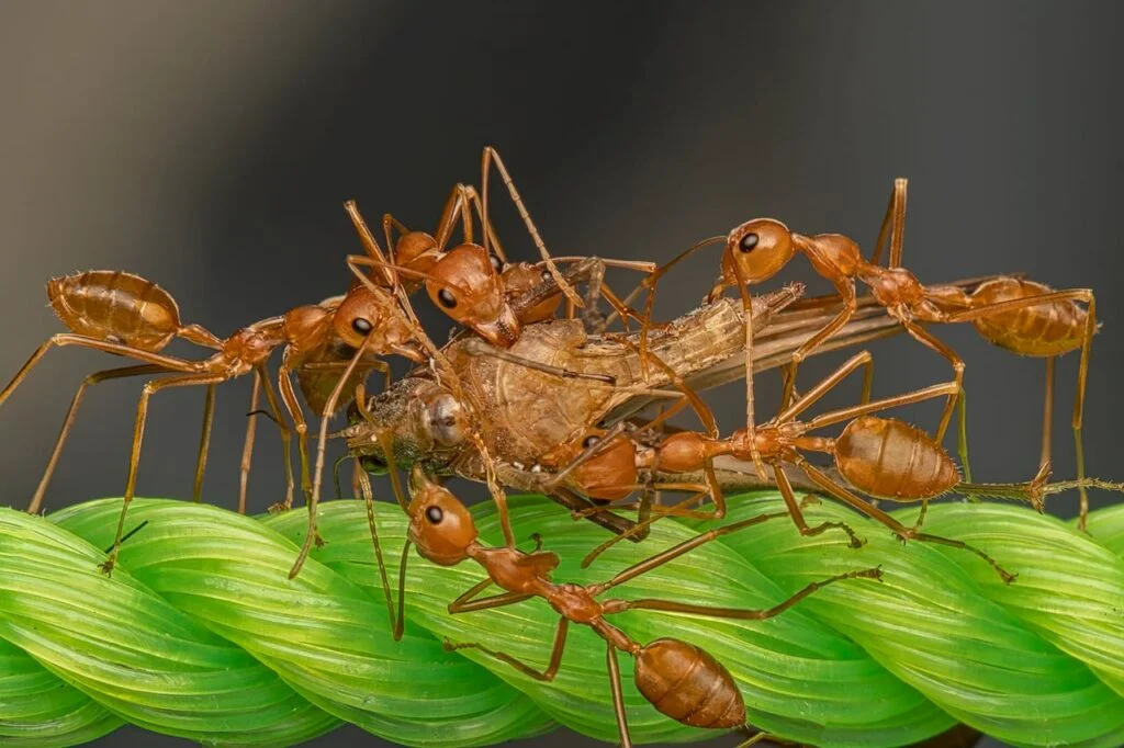 pest-control-brampton