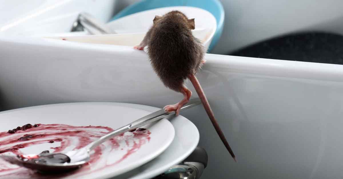 rodent-prevention-tips