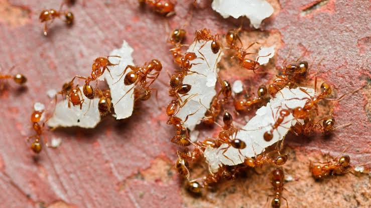 what attracts ants