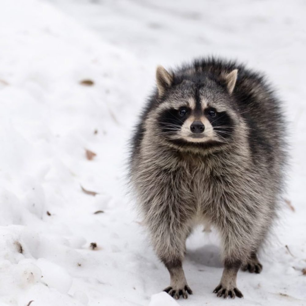 raccoon-control-toronto