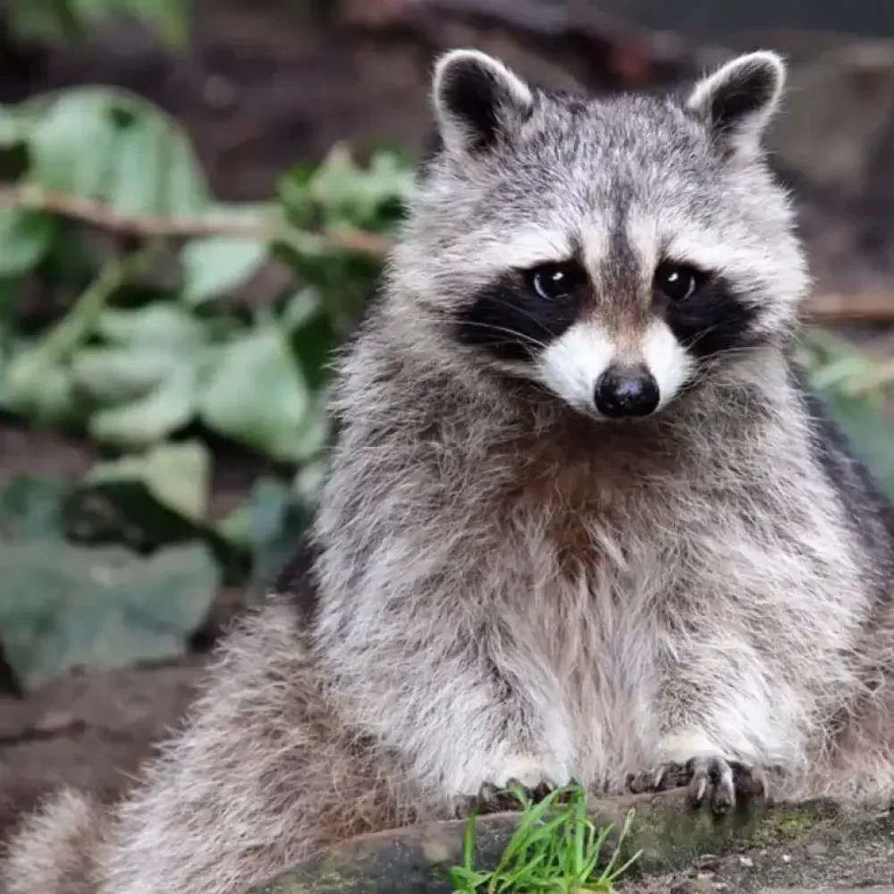 raccoon-control-toronto